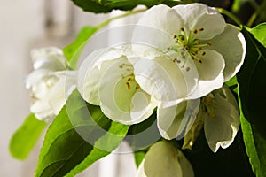 White flower. Spring apple blossom. Beautiful summer fresh wallpaper. White flowers with green leaves.Nature background