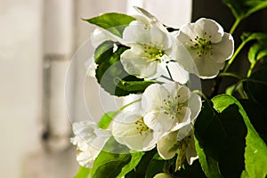 White flower. Spring apple blossom. Beautiful summer fresh wallpaper. White flowers with green leaves.Nature background