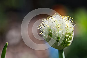 White Flower Of Spring Onion In Vegetable Garden