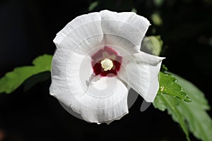 White flower spring sunshining