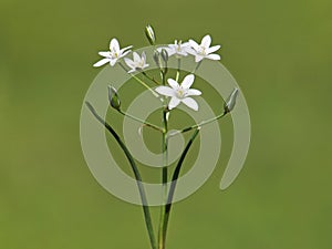 White flower of Star of Bethlehem, Ornithogalum umbellatum