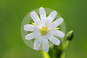 White flower stellaria holostea, close-up photo