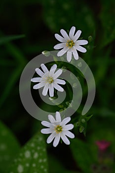 White flower stellaria holostea, view from above. photo