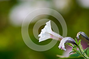 White flower with Stem photo