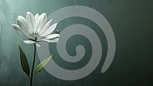 a white flower, in the style of auto-destructive art, light green and dark gray, urban signage, highly realistic
