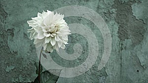 a white flower, in the style of auto-destructive art, light green and dark gray, urban signage, highly realistic