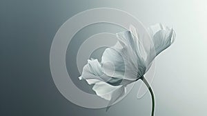 a white flower, in the style of auto-destructive art, light green and dark gray, urban signage, highly realistic