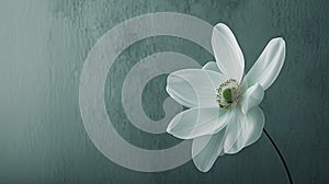 a white flower, in the style of auto-destructive art, light green and dark gray, urban signage, highly realistic