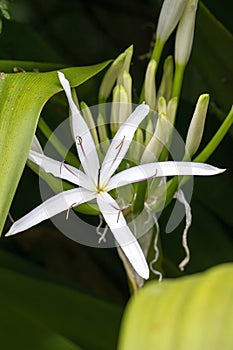 White flower of a swamp lily (crinum pedunculatum)