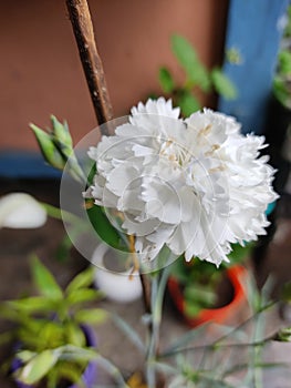 White flower is a symbol of friendships photo