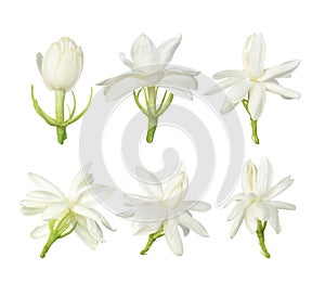 White flower, Thai jasmine flower isolated on white background.