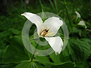 White flower with three petals