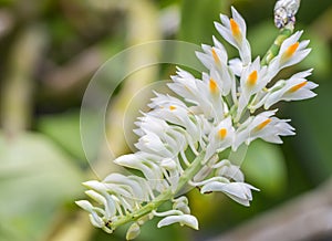 White flower, toothbrush orchid Dendrobium secundum.