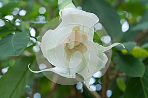White tree lily flower - Melbourne photo