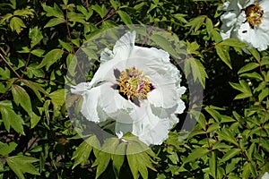 White flower of tree peony