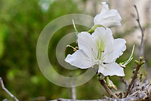 White flower on the trees photo