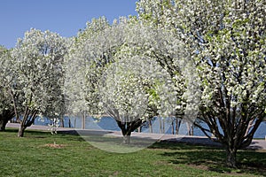 White Flower Trees in Park with Green Grass and La