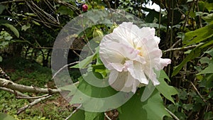 White flower in the tropical garden