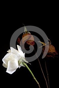 White flower and two dry Roses