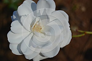 White flower at The Union Buildings