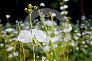 This white flower usually grows in watery soil, photographed in quite detail