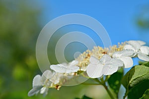 White flower of viburnum with dew drops outdoors