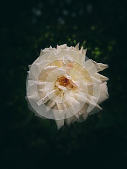 White flower in vingette  and blur background