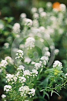 White flower vintage