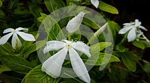 White flower with water droplets