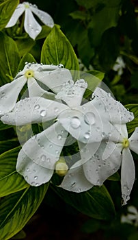 White flower with water droplets