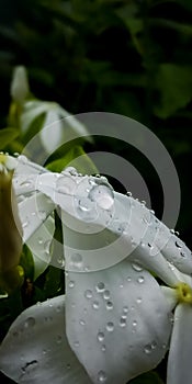 White flower with water droplets