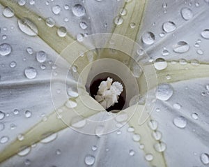 White flower with water drops