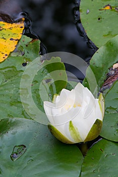 White flower on water lily