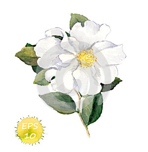 White flower. Watercolor botanical illustration