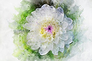 White flower: Watercolor style dahlia for background, textu