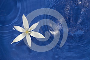 white flower on watery dark blue water in which are a ring of drops, beautiful design summer abstract, flat ley