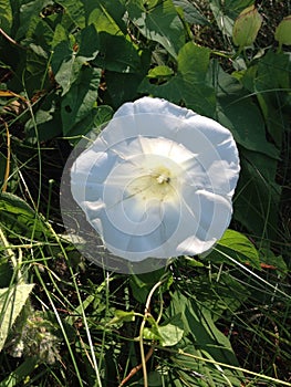 White flower weed