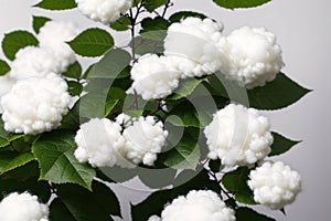 A white flower with white petals and green leaves.