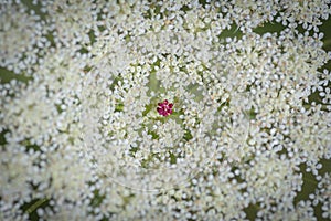 White flower of wild carrot Daucus carota, Queen Anne`s lace with one small red flower in the center