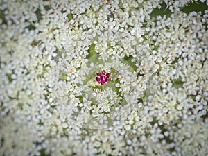 White flower of wild carrot (Daucus carota, Queen Anne's lace) with one small red flower in the center