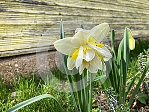 White flower of wild daffodil