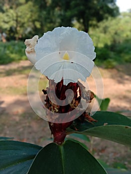 White flower,Wild White flower in India photo