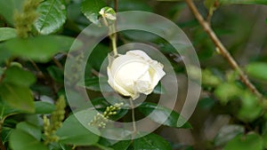 White flower of wild Rosa canina plant, spring dog rose bush