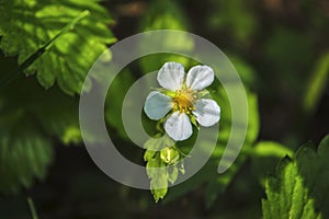 White flower of wild strawberry on a blurred green background