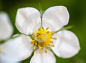 White flower of the wild strawberry Fragaria vesca