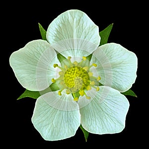 White flower of wild strawberry isolated on bkack background. Close-up. Element of design