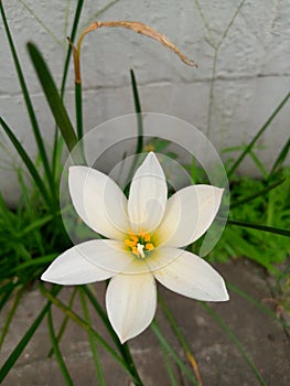 White flower, wildtree