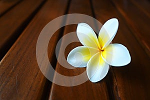 white flower on the wooden chair