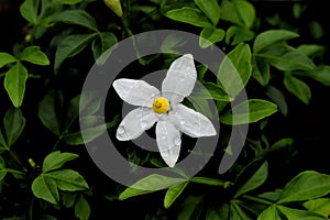 white flower with yelllow stamen isolated photo