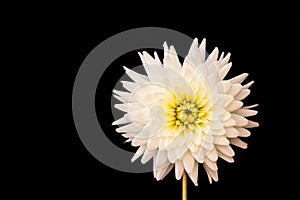 a white flower with a yellow center on a black background with a black background behind it and a yellow center